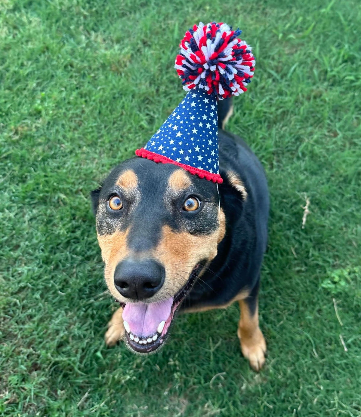 Pup Party Hats