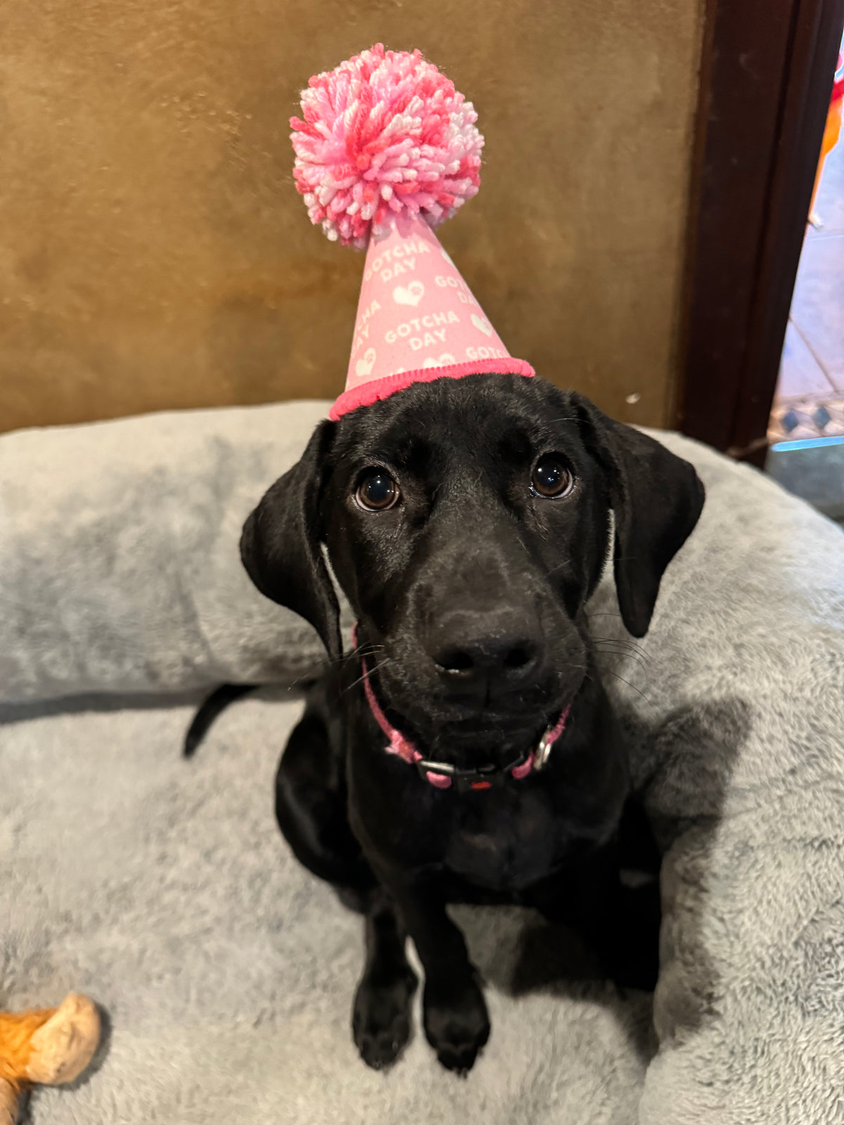 Pup Party Hats